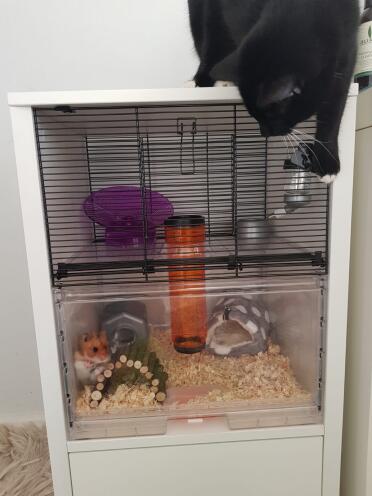 chutney loves her new cage (cat proof!)