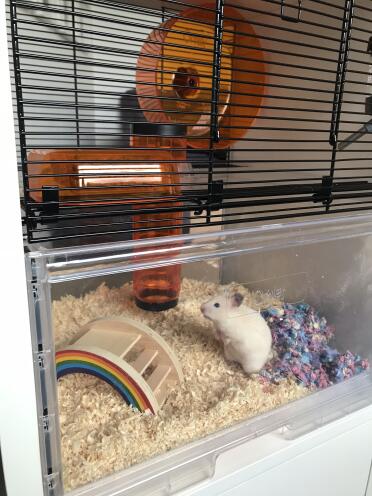 Kiwi exploring her new luxury pad! 