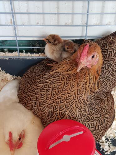 Partridge wyandotte chicks 