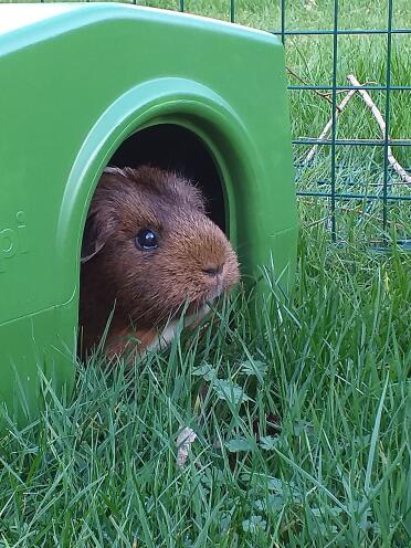 Gwen viewing the Shelter. 