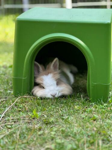 The little houses provide great shade for sleeping in summer