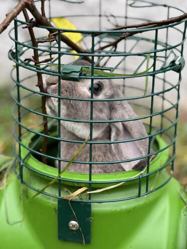 Our rabbits love the lookout tower which is perfect for Godsaker and Gos.