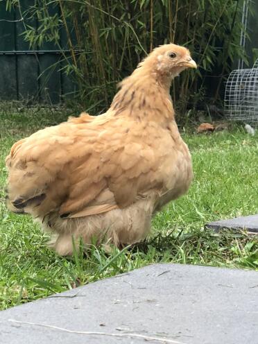 Chicken in garden