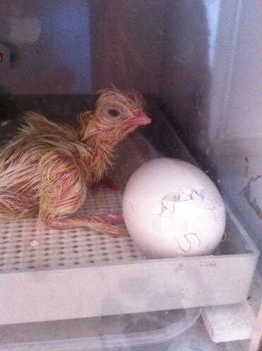 So newly hatched!