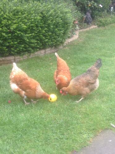 Ginger, Rusty & Nugget all got the hang of this game !