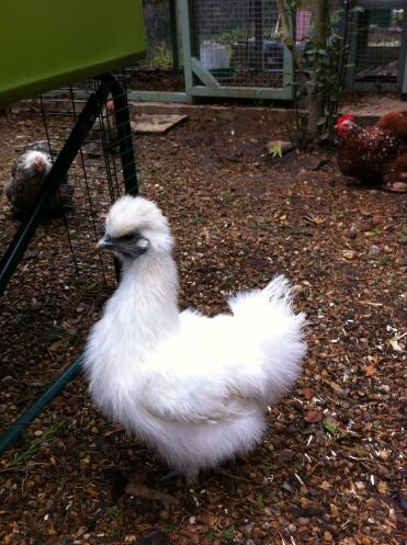 Large fowl silkie