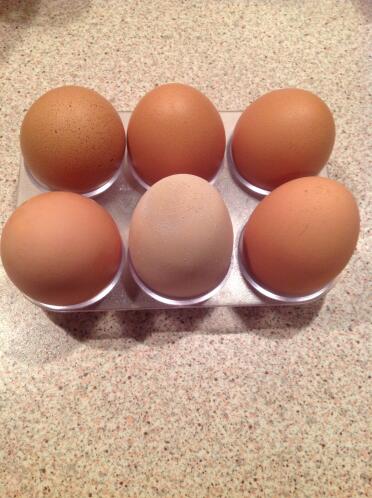 Fresh eggs are incredible