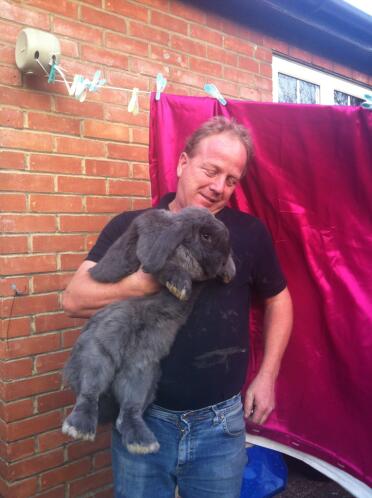 What a giant Flemish rabbit!