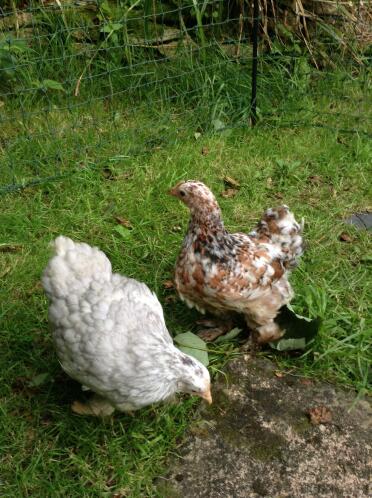 10 week old Pekins