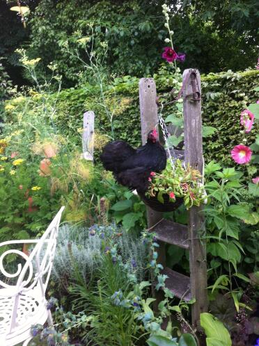 Chicken in a hanging basket