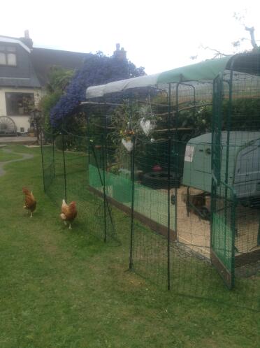 Great fencing for keeping chickens out of main garden when needed !