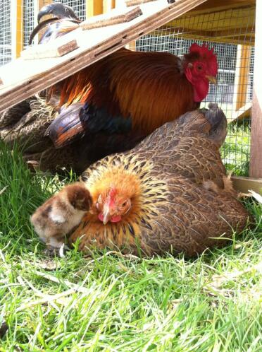 A little pekin bantam family.