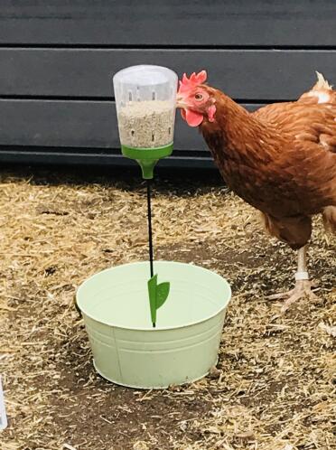 Ex-battery hen Blanche enjoying her peck toy