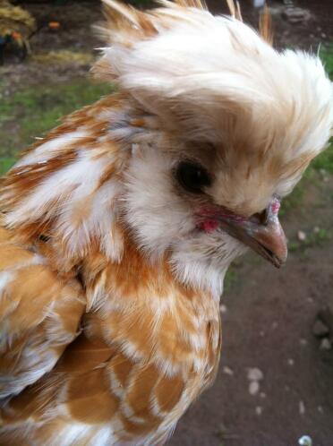 A poland cockerel.