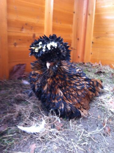 A gold laced frizzle poland hen.