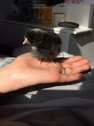 Our 2 day old speckledy chick.