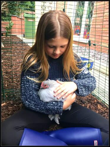 Pekin Bantam chickens are great with kids!