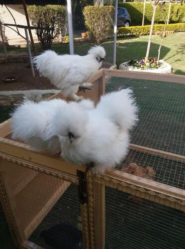 White silkie