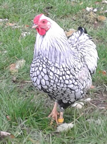 Silverlaced wyndotte cockerell