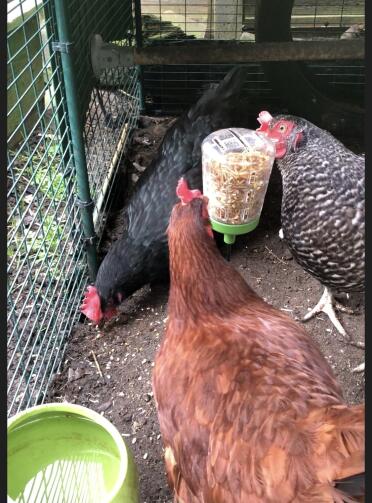 Chickens loving the new toy 