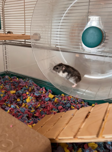 Our hamster loves using the large wheel in his cage!