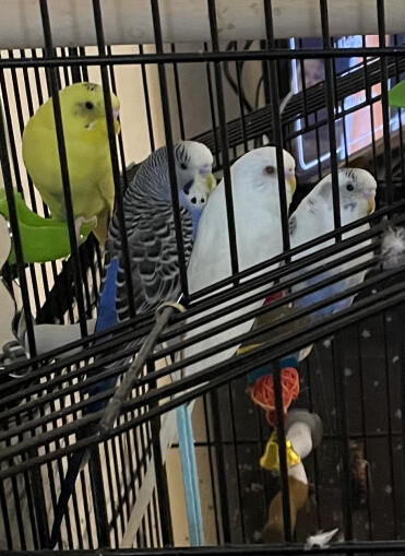 Singing to my babies. they all always line up like this. 