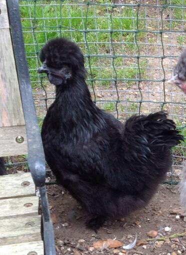 Black silkie hen