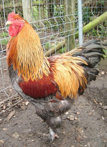 A large brahma cockerel.