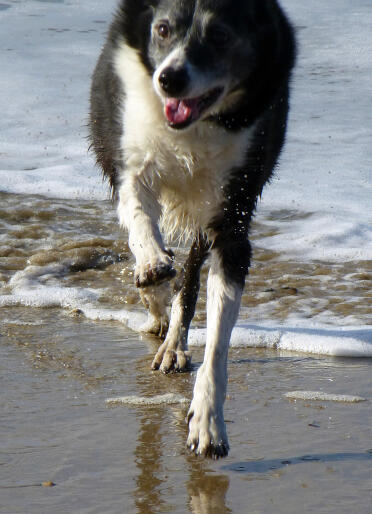 Star on the beach in cornwall