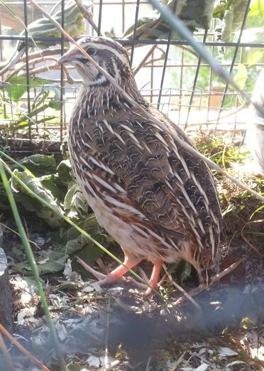 Male courtex quail