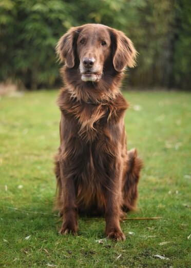 What a lovely retriever!