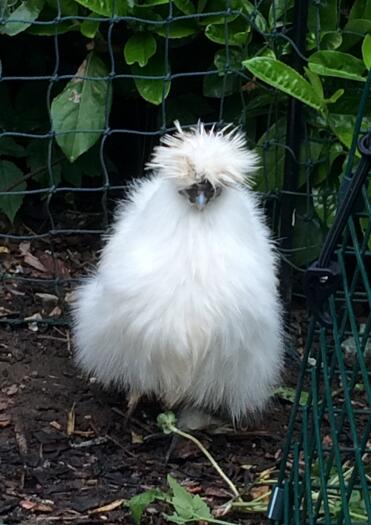 Bantam silkie hen sheltering from the rain! 