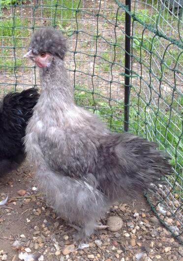 Silver silkie hen