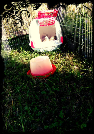 These silkie chicks have found a sun trap!