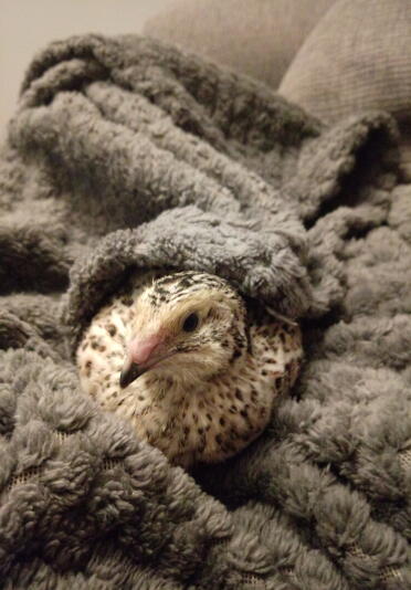 Quail in blanket