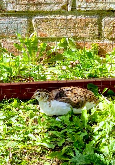 Quail in Run