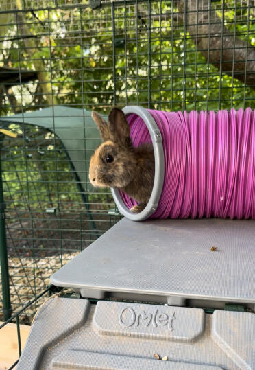 Daisy in her new favourite tunnel