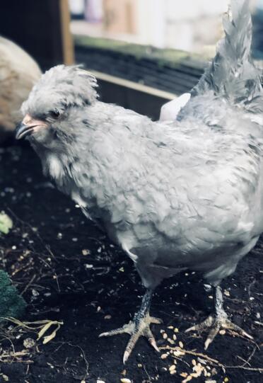 Lavender Araucuna chickens are so pretty!