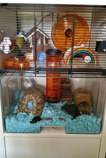 Mater and Mcqueen loving the new qute cage with storage