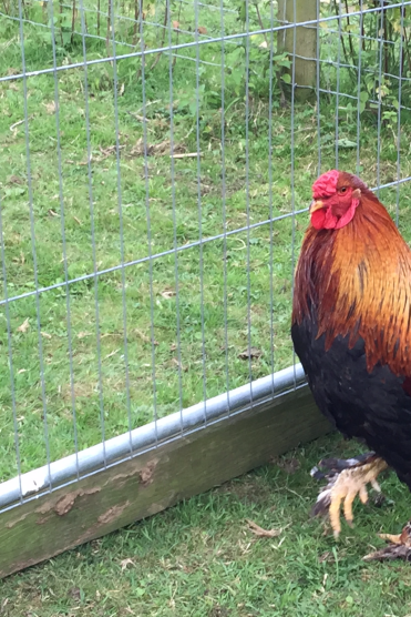 Geezer, partridge brahma cockerel 