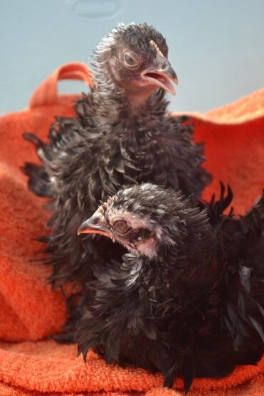 Frizzle chicks photo shoot