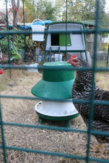 Chicken in Omlet Walk in Chicken Run with Omlet Green Eglu Cube Large Chicken Coop