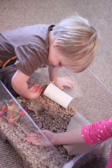 Bean and Tink with their gerbils