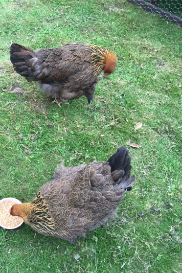 Geezer and his girlies, partridge brahma male and females