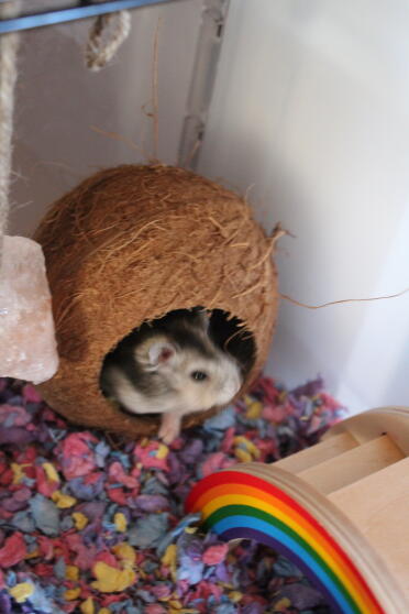 Hamsters love coconuts!