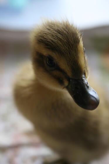 Dave, 2 day old runner duckling.