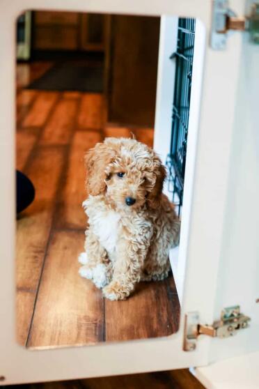 Dogs love the fido studio mirror