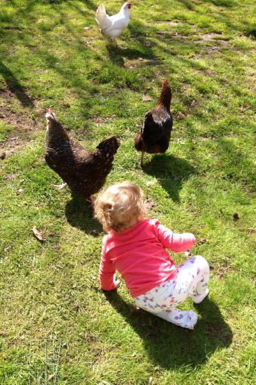 Matilda chasing the hens!