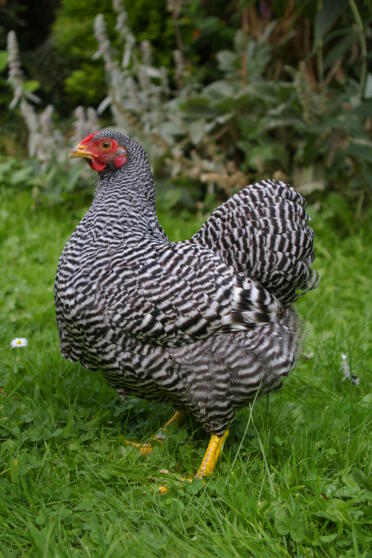 Chicken posing in garden