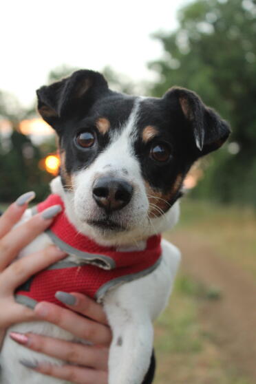 Jack Russells make lovely pets!